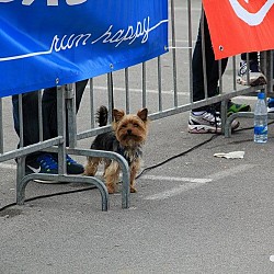 16. Mali kraški maraton 2016